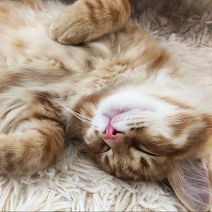 Meet your Posher, Caitlin